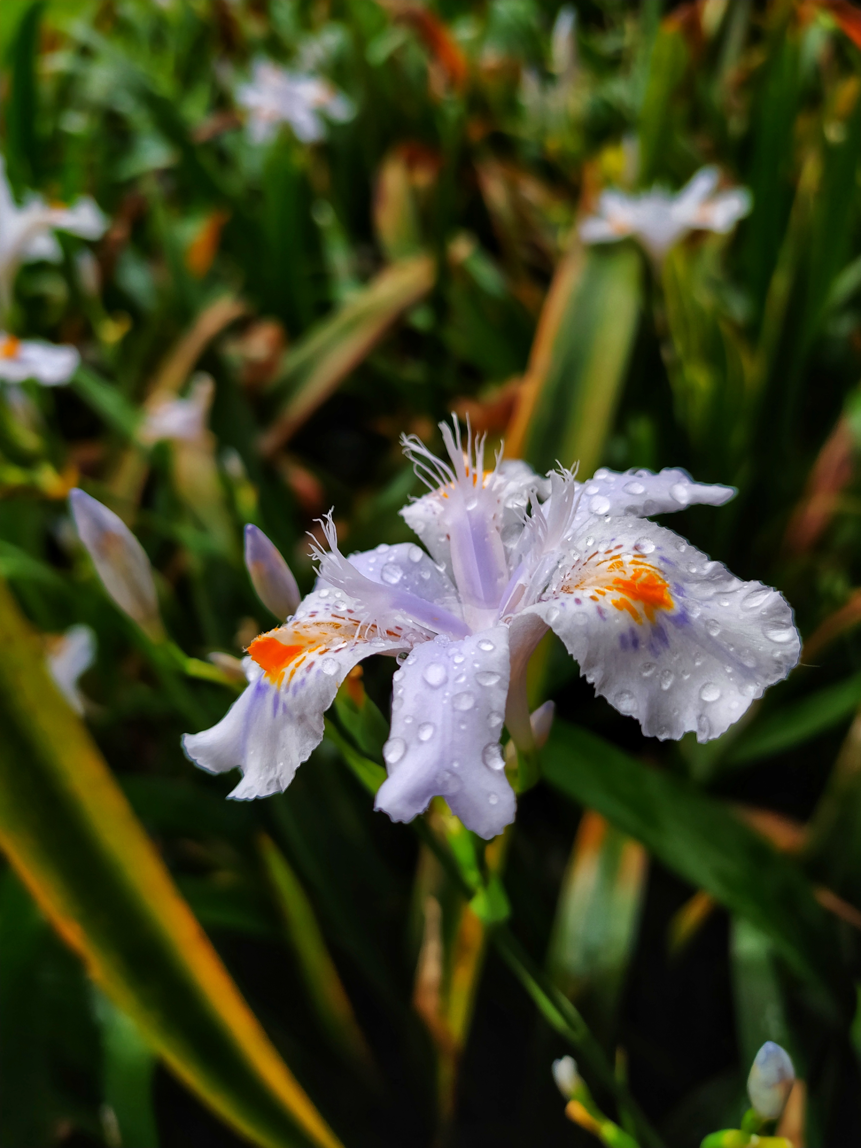 花草正当时